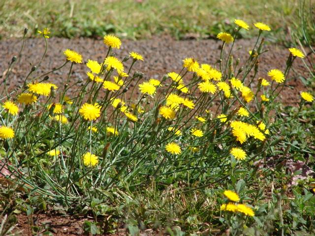 Procelle (Hypochaeris radicata)