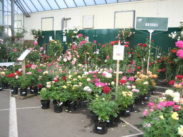 Rosiers vendus en conteneurs en jardinerie