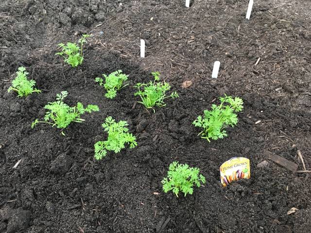 Semis de carottes au potager