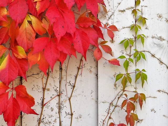 Vigne vierge grimpant sur un mur
