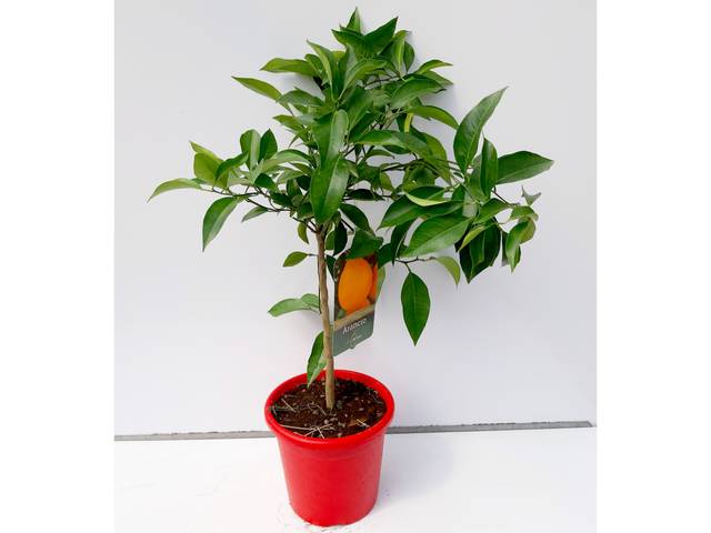 Oranger en conteneur de 4 litres