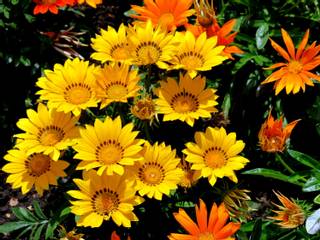 Gazania