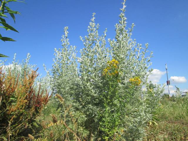 Absinthe en bord de chemin