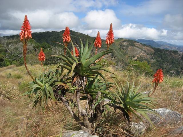 Aloe arborescens