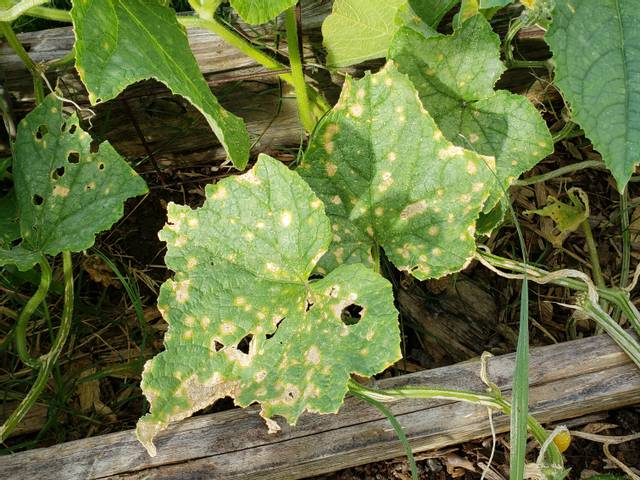 Anthracnose du concombre