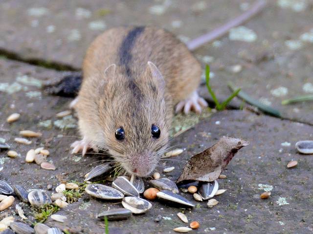 Comment différencier un mulot d'une souris