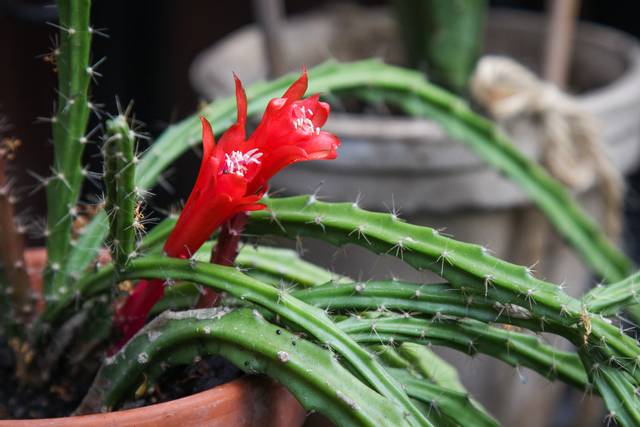 Aporocactus 'Brilliant'