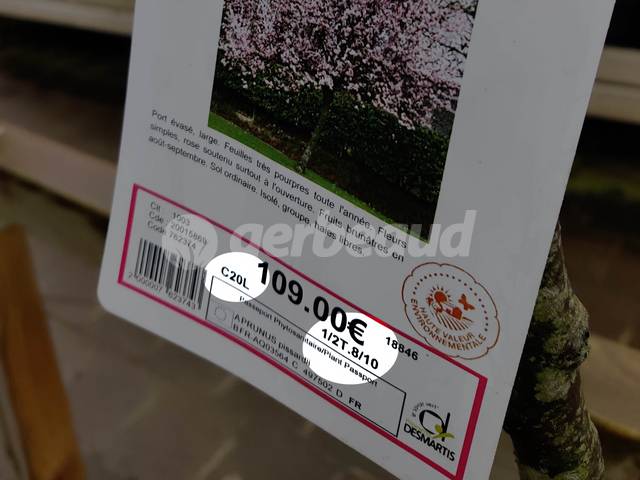 Arbre demi-tige en conteneur de 20 litres - 8/10 