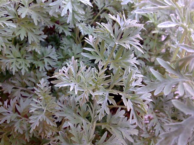 Artemisia absinthium : feuillage