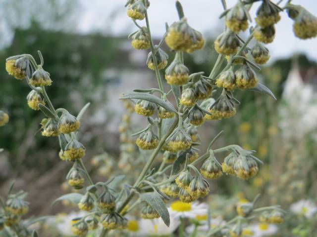 Artemisia absinthium : fleurs