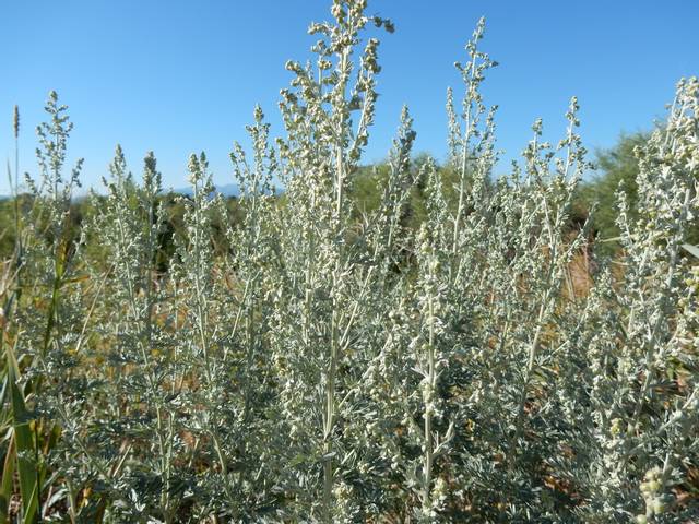 Artemisia absinthium, absinthe