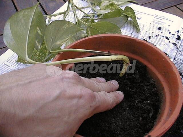 Tassement de la terre autour de la bouture