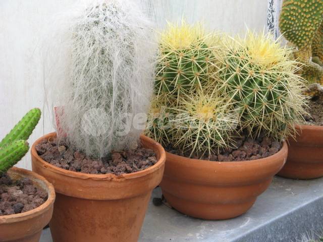 Grand pot pour intérieur ou extérieur Cactus
