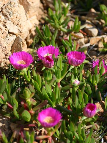 Carpobrotus edulis