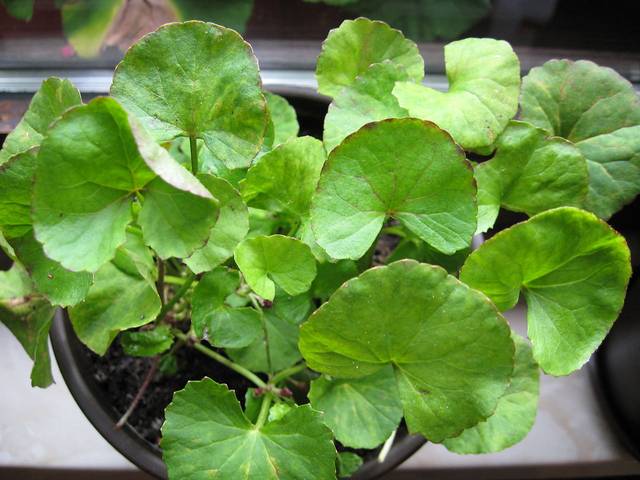 Centella asiatica, plante du tigre (en pot)
