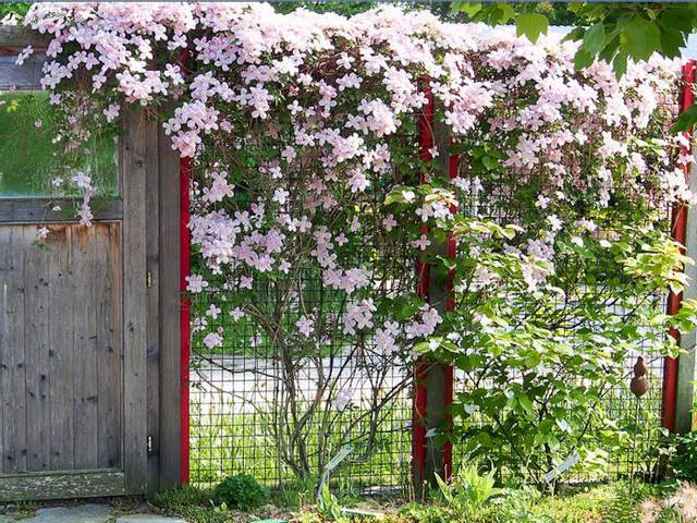 Clôture de jardin en fil de fer vert : solution pratique et esthétique