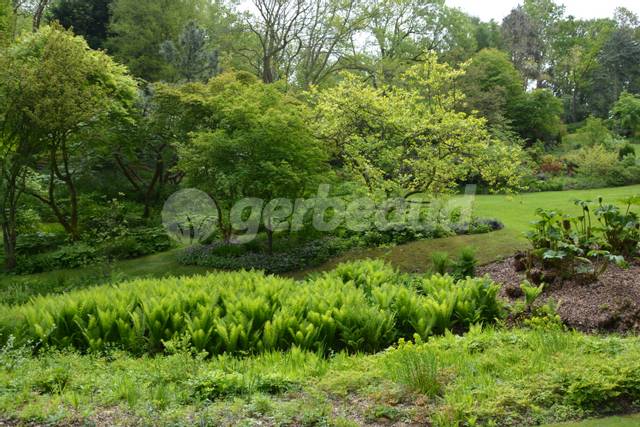 Dryopteris plantés en masse