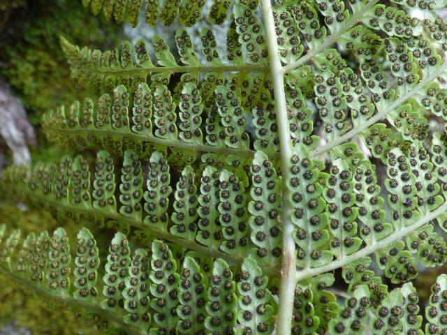 Spores au revers d'une fronde de Dryopteris