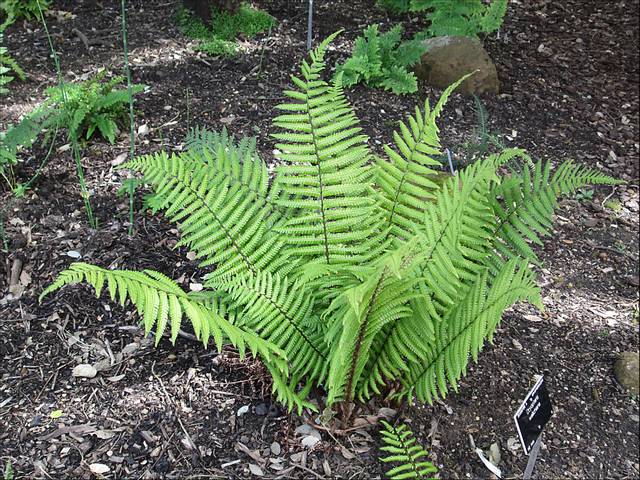 Dryopteris wallichiana