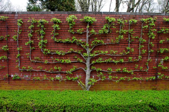Taille d'un poirier en espalier