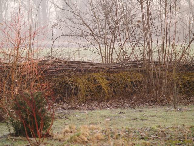 Haie de Benjes au fond du jardin