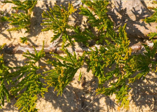 Genévrier Rampant Juniperus Horizontalis Plantation Culture