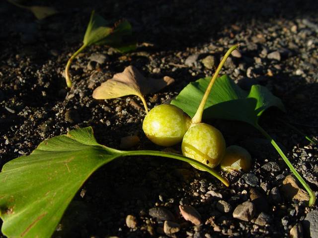 Multiplication du Ginko biloba
