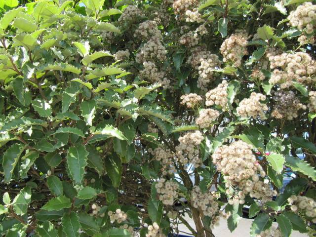 Olearia macrodonta