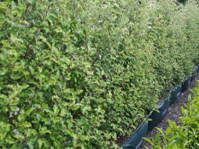 Olearia paniculata en haie