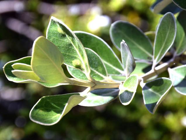 Olearia traversii