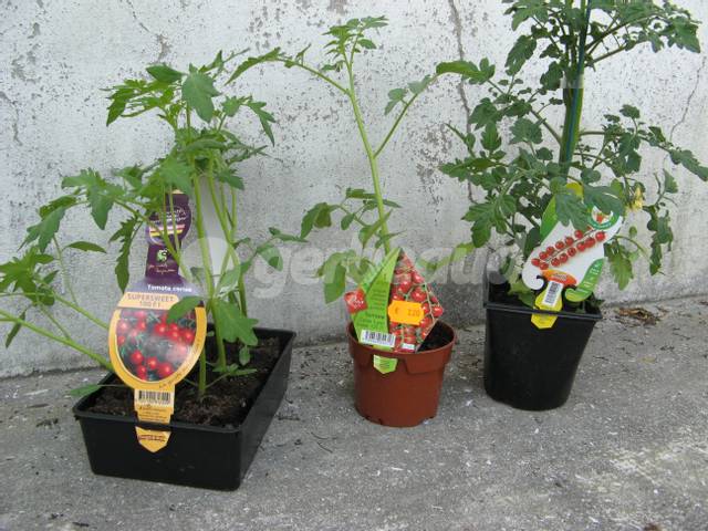 Comment planter des tomates cerises ? - Jardiland