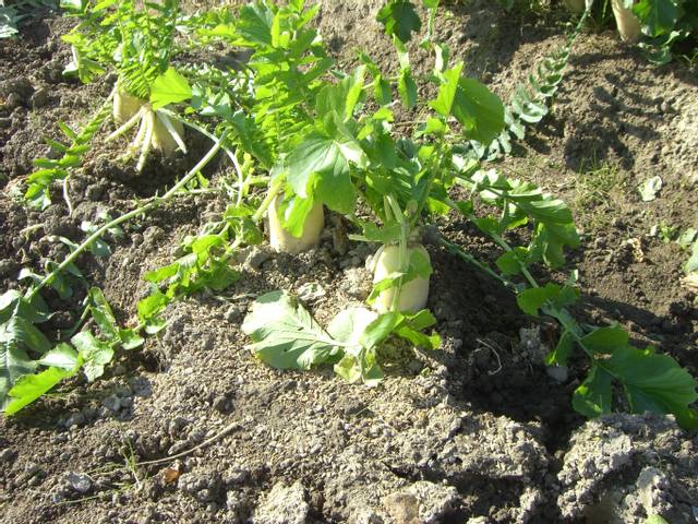 Radis asiatiques (daïkon) au potager