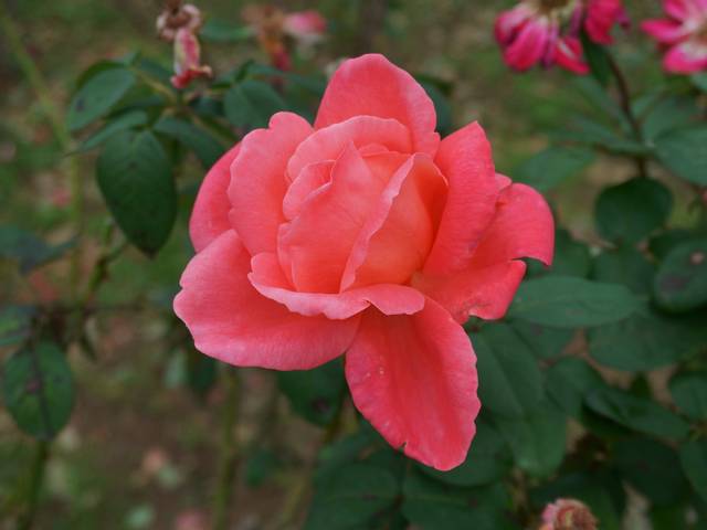 Rose 'Catherine Deneuve'