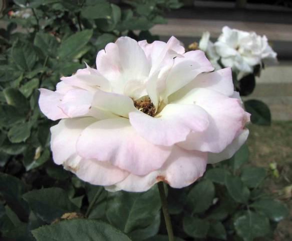 Rose 'Charles Aznavour'