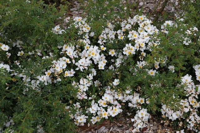 Buisson de rosier 'Rose du Soleil ®'