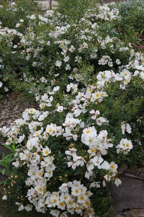 Rosier 'Rose du Soleil ®'