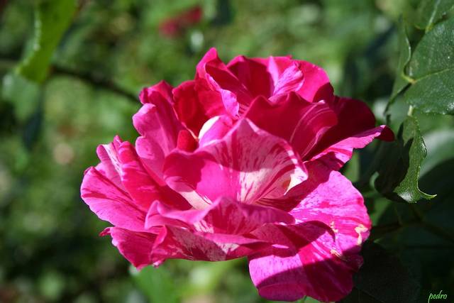 Rose 'Guy Savoy'