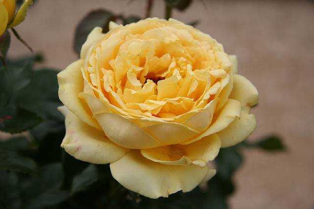 Rose 'Juliette Gréco'