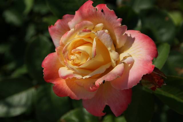 Rose 'Laetitia Casta'