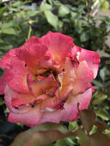 Rose 'Michel Serrault'