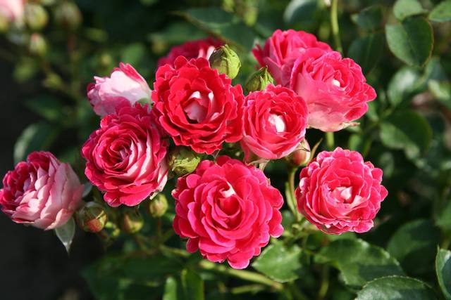 Rosier 'Anne Roumanoff'