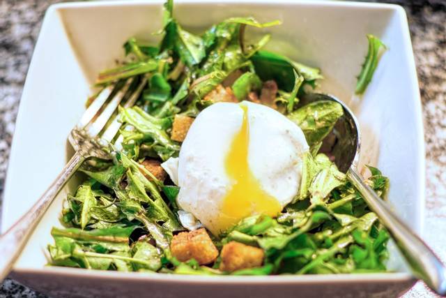 Salade de pissenlits