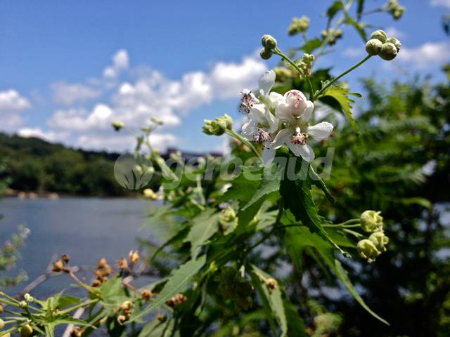 Sida hermaphrodita : fleurs