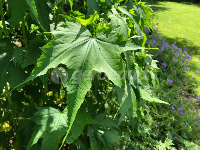Sida hermaphrodita : feuille