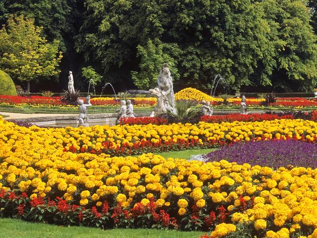 Tagetes erecta, une valeur sûre en massif