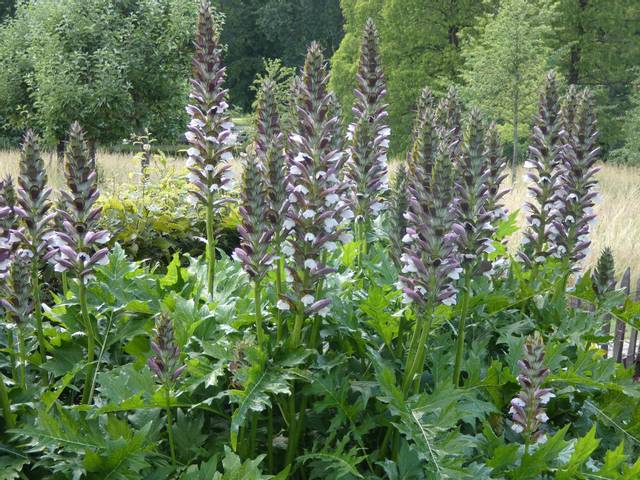 Touffe d'acanthes
