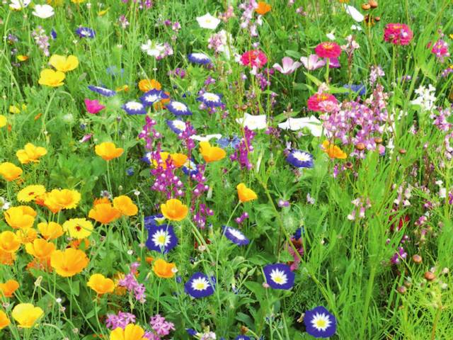 Fleurs en mélange pour massif demi-haut