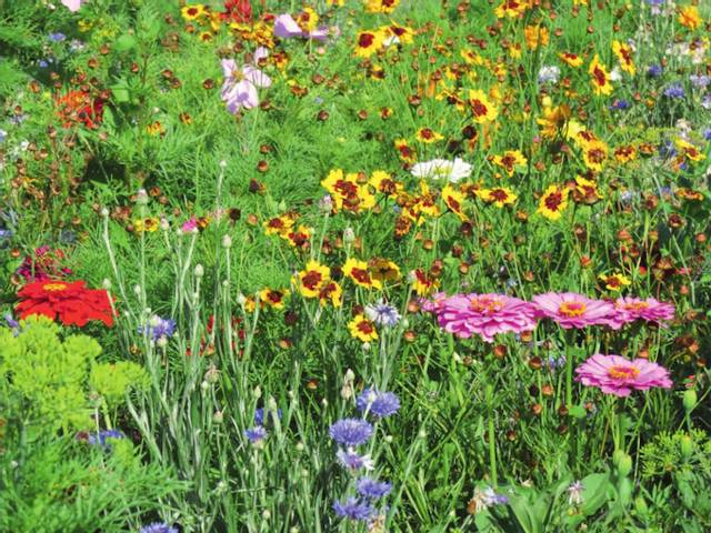 Fleurs en mélange pour massif haut