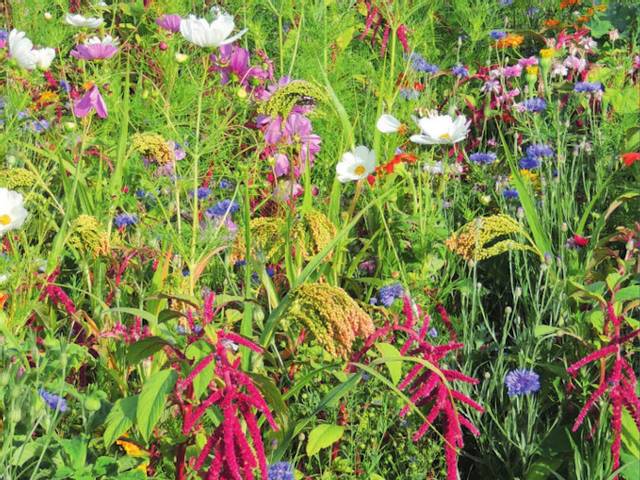 Fleurs en mélange pour oiseaux