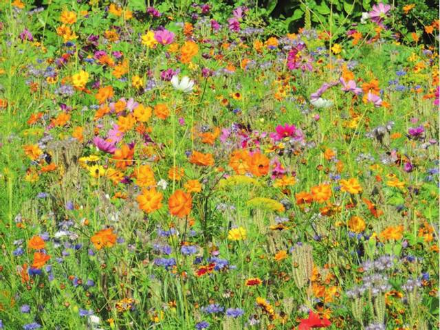 Jachère mellifère : fleurs en mélange pour les abeilles